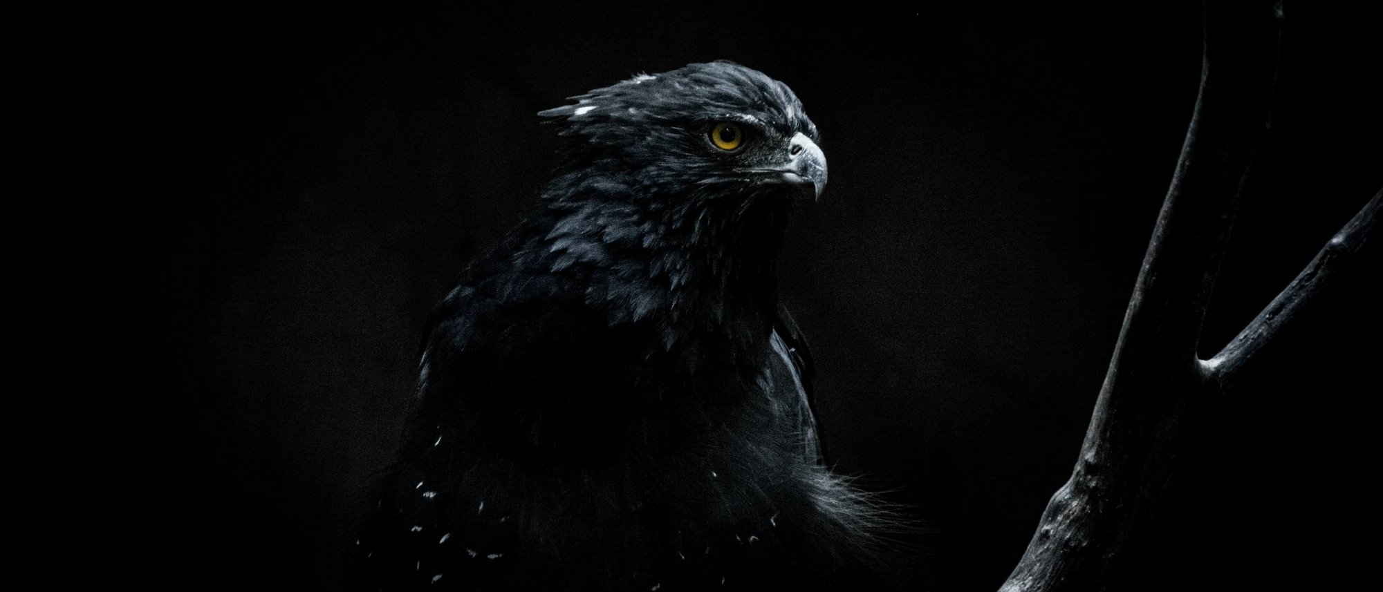L’Aquila Nera di Vipiteno: A historic icon. Reinvented.